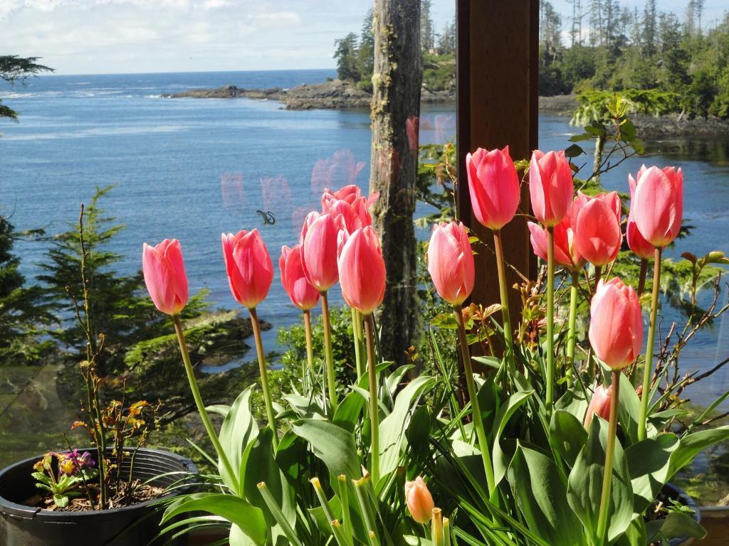 Reef Point Oceanfront Bed And Breakfast Ucluelet Camera foto